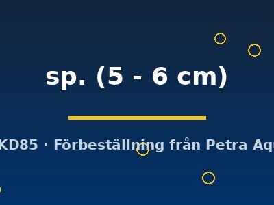 sp. (5 - 6 cm)