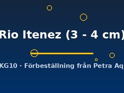 Rio Itenez (3 - 4 cm)