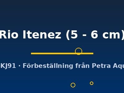 Rio Itenez (5 - 6 cm)