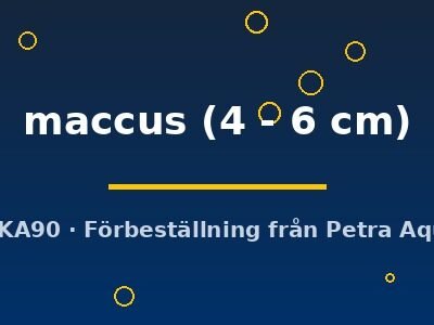 maccus (4 - 6 cm)