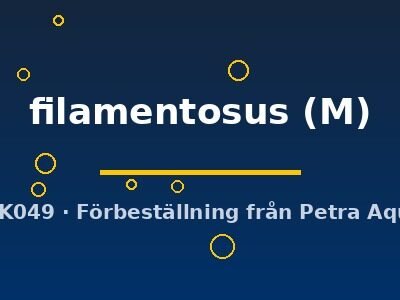 Lamontichthys filamentosus M