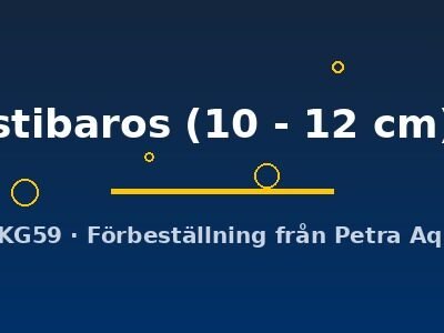 stibaros (10 - 12 cm)