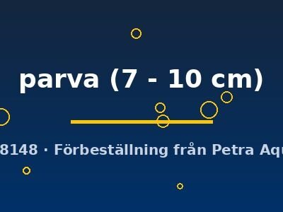 parva (7 - 10 cm)