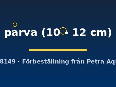 parva (10 - 12 cm)