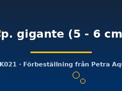 Otocinclus sp. gigante 5–6 cm