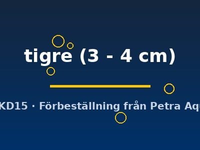 tigre (3 - 4 cm)