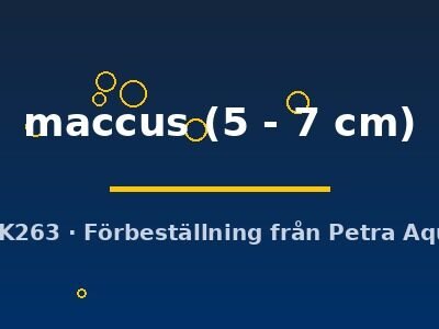 maccus (5 - 7 cm)