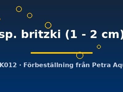 sp. britzki (1 - 2 cm)