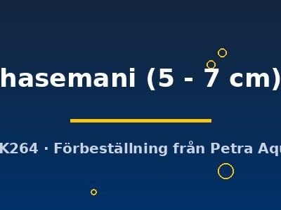 hasemani (5 - 7 cm)