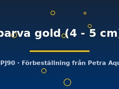 parva gold (4 - 5 cm)