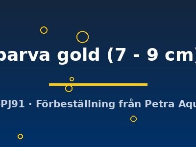 parva gold (7 - 9 cm)