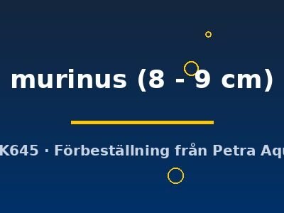 murinus (8 - 9 cm)