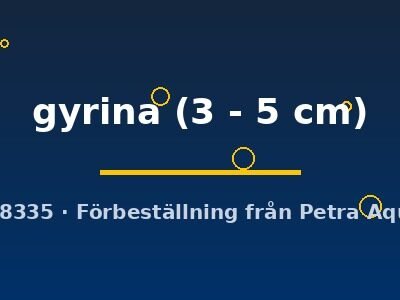 gyrina (3 - 5 cm)