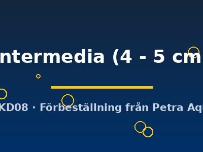 intermedia (4 - 5 cm)