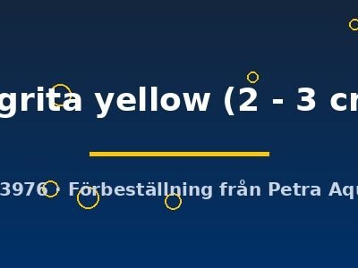 nigrita yellow (2 - 3 cm)