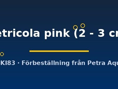 petricola pink (2 - 3 cm)