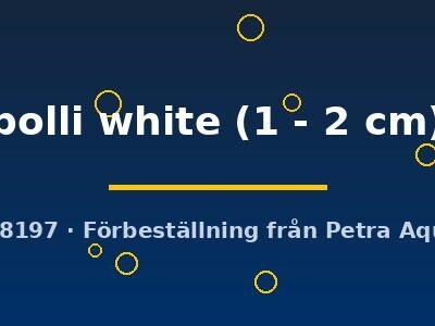 polli white (1 - 2 cm)