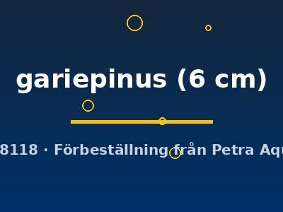 gariepinus (6 cm)