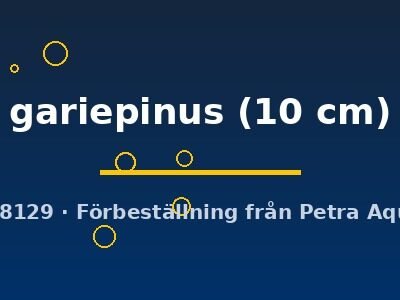 gariepinus (10 cm)