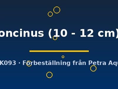 oncinus (10 - 12 cm)