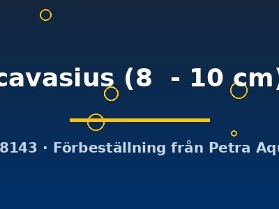 cavasius (8 - 10 cm)