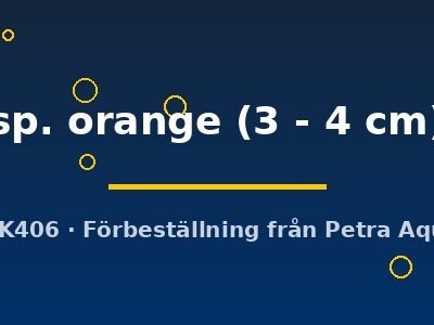 sp. orange (3 - 4 cm)