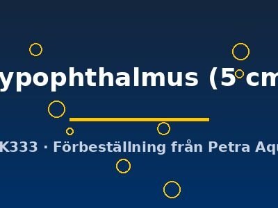 Pangasius hypophthalmus 5 cm