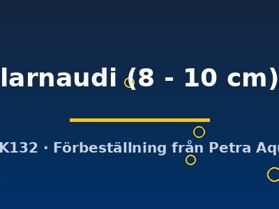 larnaudi (8 - 10 cm)