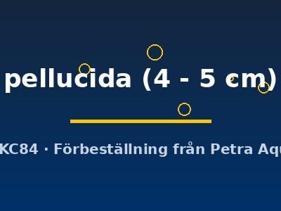 pellucida (4 - 5 cm)