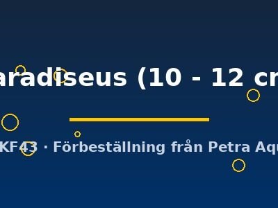 paradiseus (10 - 12 cm)