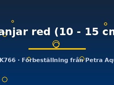 Scleropages formosus Banjar red 10–15 cm