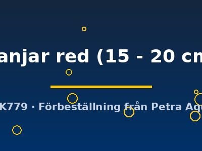 Scleropages formosus Banjar red 15–20 cm