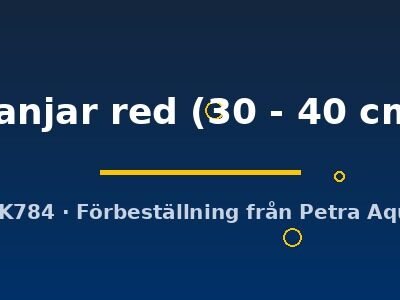 Scleropages formosus Banjar red 30–40 cm