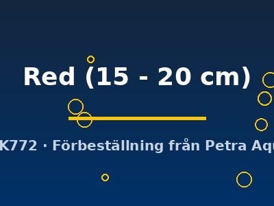 Red Arowana (Scleropages formosus Red) 15–20 cm