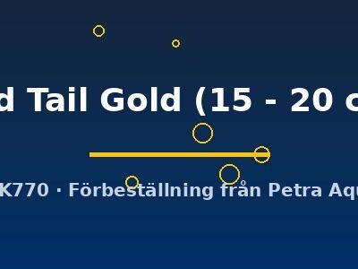 Red Tail Gold Arowana (Scleropages formosus Red Tail Gold) 15–20 cm