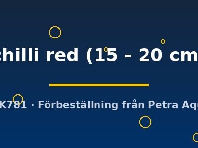 Scleropages formosus chilli red 15–20 cm