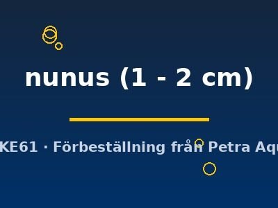 nunus (1 - 2 cm)