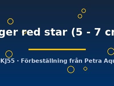 niger red star (5 - 7 cm)