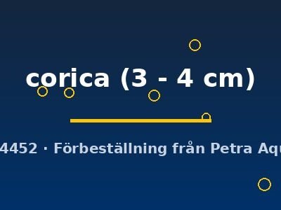 Schistura corica 3–4 cm
