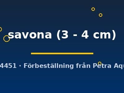 savona (3 - 4 cm)