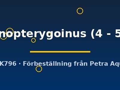 percnopterygoinus (4 - 5 cm)