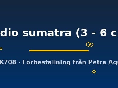 undio sumatra (3 - 6 cm)