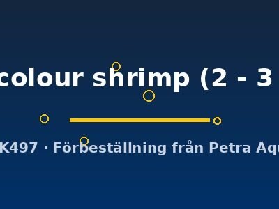 sp. colour shrimp (2 - 3 cm)