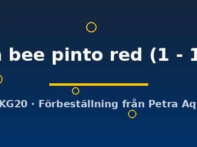Taiwan bee pinto red (1 - 1,3 cm)