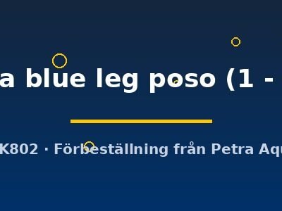 caerulea blue leg poso (1 - 1,5 cm)