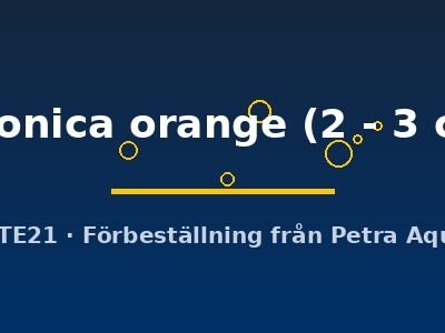 japonica orange (2 - 3 cm)