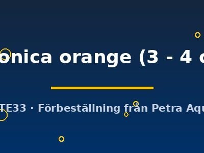 japonica orange (3 - 4 cm)