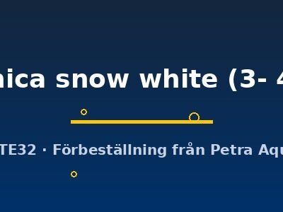 japonica snow white (3- 4 cm)