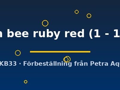 taiwan bee ruby red (1 - 1,3 cm)