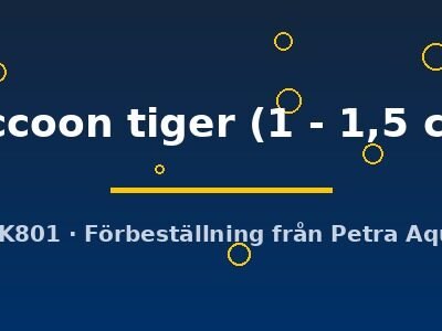 raccoon tiger (1 - 1,5 cm)